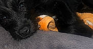 Roxy is registered to the contest to win money with this photo: puppy, dog, black_dog, pet, sleeping, bed, toy, carpet, indoor, cute, fur, closeup, resting, animal, young_dog, cozy, soft, nose, ears, paw