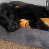 puppy, dog, black_dog, pet, sleeping, bed, toy, carpet, indoor, cute, fur, closeup, resting, animal, young_dog, cozy, soft, nose, ears, paw