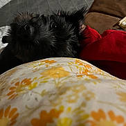 Roxy is registered to the contest to win money with this photo: dog, black_dog, close_up, floral_pattern, red_sleeve, indoor, cozy, resting, pet, soft_toy, floor, carpet, furniture, animal, companion, cute, snout, fur, relaxation, home