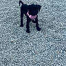 Roxy joined the competition — help win amazing prizes! puppy, dog, black_dog, pink_harness, gravel, outdoor, pet, animal, standing, young_dog, curious, small_dog, canine, fur, four_legs, ears, tail, nature, playful, companion