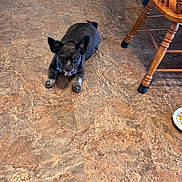Tuffy Genn is registered to the contest to win money with this photo: animal, black_dog, brown_floor, canine, collar, cute, dog, domestic, floor, furniture, home, household, indoor, paw, pet, pet_bowl, resting, tile_floor, wooden_chair, yawning