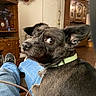 Tuffy Genn joined the competition — help win amazing prizes! black_dog, bookshelf, canine, companion, cozy, curious, dog, domestic_animal, furniture, green_collar, home, indoor, jeans, living_room, person_legs, pet, pet_on_lap, relaxed, shoe, wooden_furniture