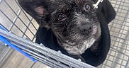 Tuffy Genn joined the competition — help win amazing prizes! black_fur, brown_eyes, close_up, companion, curious, cute, dog, floor, furry, handbag, indoor, leash, looking_up, metal_grid, pet, retail, shopping_cart, small_dog, store, waiting