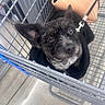 black_fur, brown_eyes, close_up, companion, curious, cute, dog, floor, furry, handbag, indoor, leash, looking_up, metal_grid, pet, retail, shopping_cart, small_dog, store, waiting