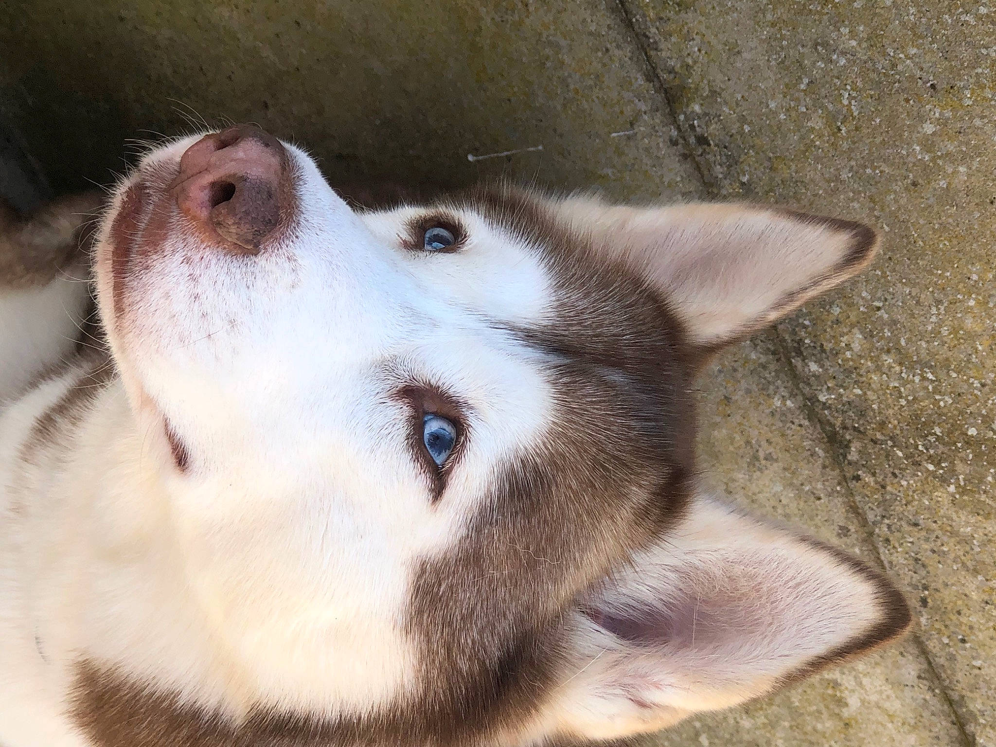 Jiska a rejoint le concours — aidez-le/la à gagner de superbes lots ! ancient_dog_breeds, canidae, canis, carnivore, close_up, companion_dog, dog, dog_breed, fawn, fur, non_sporting_group, siberian_husky, sled_dog, sporting_group, terrestrial_animal, whiskers, wildlife, wolf, working_animal, working_dog