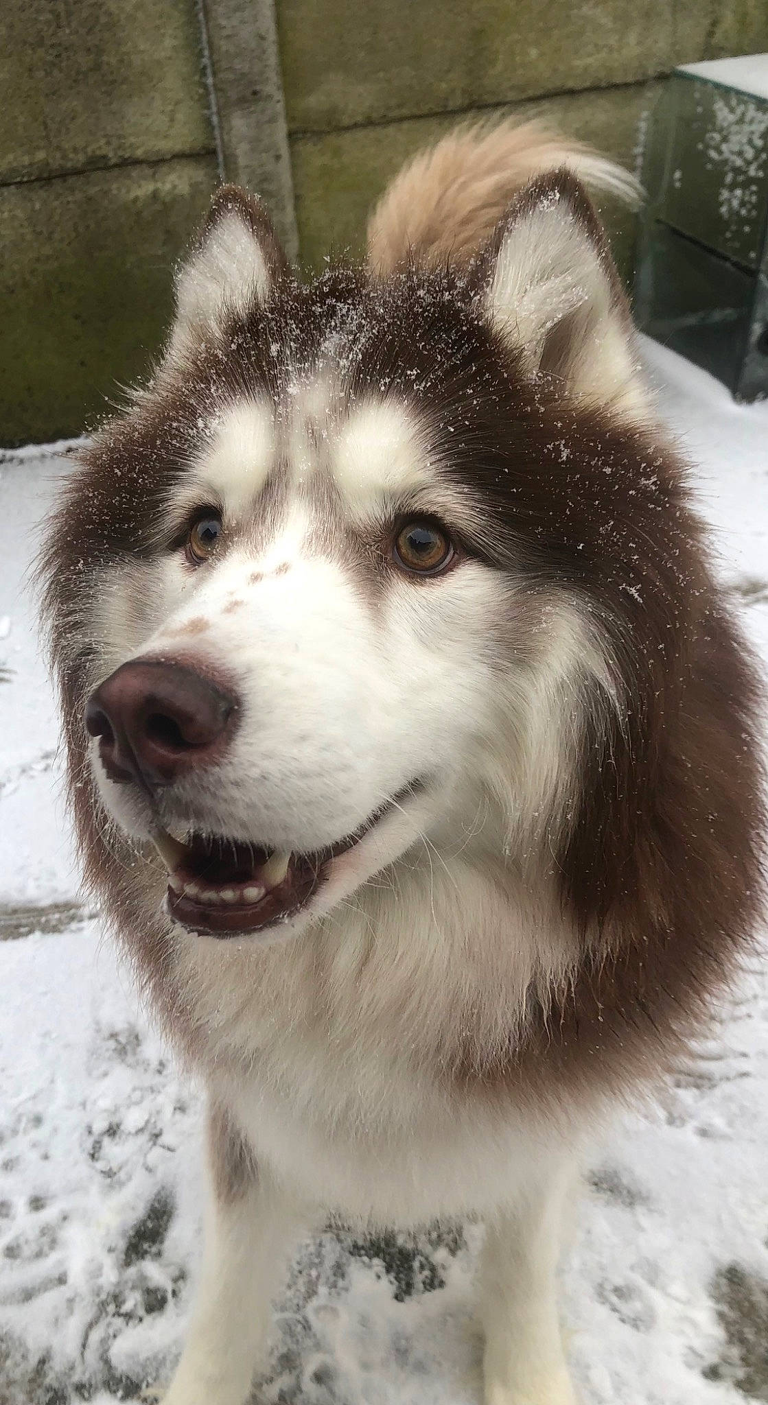 Mahoky participe au concours pour gagner de l'argent avec cette photo : ancient_dog_breeds, canis, carnivore, companion_dog, dog, dog_breed, eye, fur, monochrome, monochrome_photography, non_sporting_group, sled_dog, snout, snow, sporting_group, terrestrial_animal, whiskers, winter, working_animal, working_dog