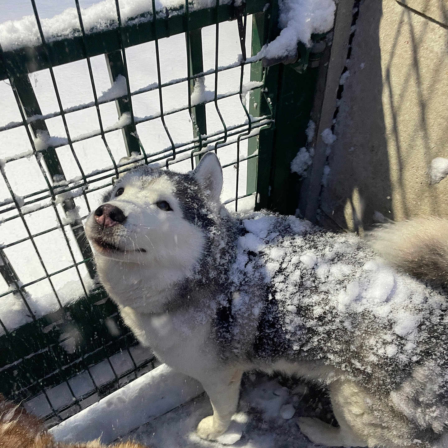 Elios participe au concours pour gagner de l'argent avec cette photo : animal, architecture, building, canine, den, dog, doghouse, eskimodog, fence, husky, ice, indoors, nature, outdoors, pet, puppy, shelter, snow, winter, zoo