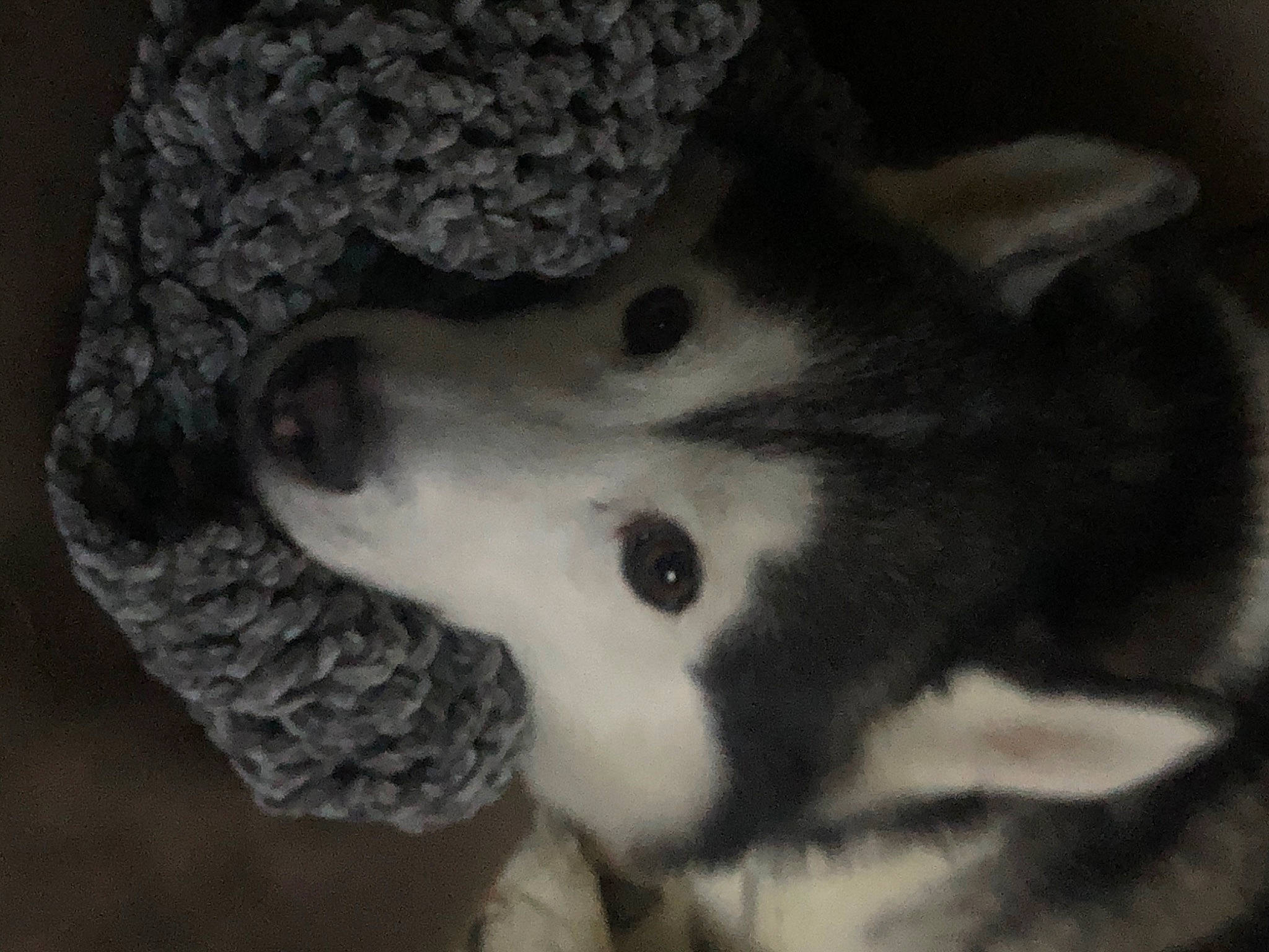 Elios participe au concours pour gagner de l'argent avec cette photo : canidae, carnivore, companion_dog, dog, dog_breed, fawn, felidae, fur, jaw, monochrome, monochrome_photography, paw, small_to_medium_sized_cats, snout, sporting_group, terrestrial_animal, toy, whiskers, wildlife, working_animal