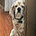 Charlie