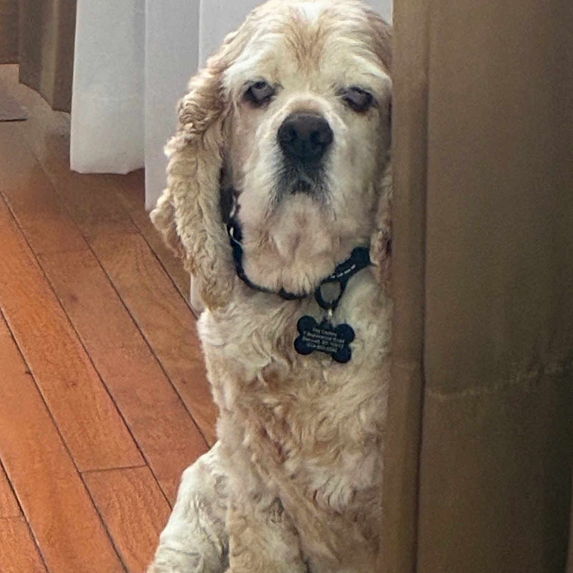 Charlie joined the competition — help win amazing prizes! dog, curtain, wooden_floor, indoor, pet, sitting, cozy, relaxed, peeking, fluffy, brown, white, collar, tag, closeup, portrait, home, animal, fur, calm