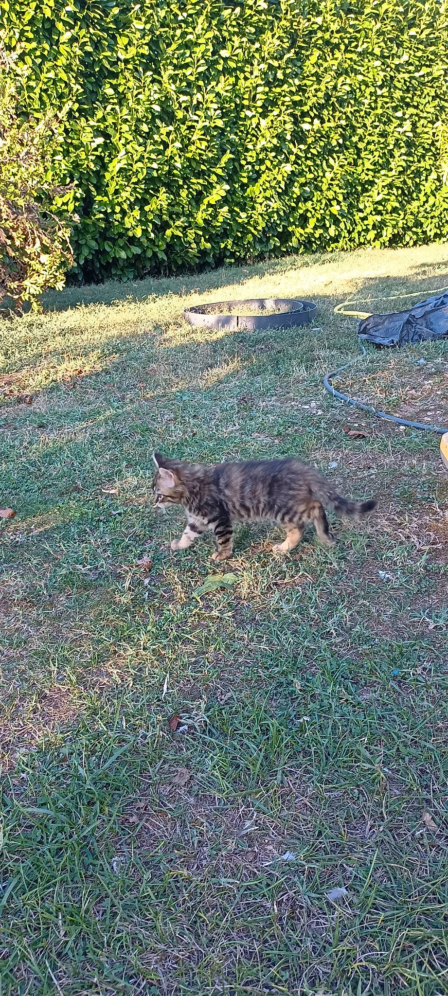 Mistigri participe au concours pour gagner de l'argent avec cette photo : asphalt, carnivore, cat, domestic_short_haired_cat, felidae, fur, grass, grassland, groundcover, landscape, lawn, plant, shadow, small_to_medium_sized_cats, soil, tail, terrestrial_animal, tints_and_shades, whiskers, wilderness