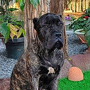 Thor is registered to the contest to win money with this photo: dog, brindle, animal, pet, outdoor, garden, plants, tree, greenery, calm, sitting, fur, nature, canine, quiet, portrait, daylight, ground, leaf, potted_plant
