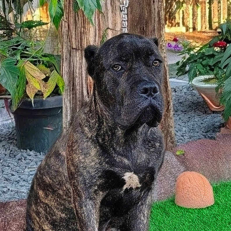 Thor is registered to the contest to win money with this photo: animal, brindle, calm, canine, daylight, dog, fur, garden, greenery, ground, leaf, nature, outdoor, pet, plants, portrait, potted_plant, quiet, sitting, tree
