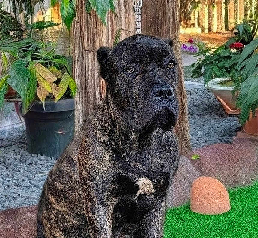 Thor is registered to the contest to win money with this photo: dog, brindle, animal, pet, outdoor, garden, plants, tree, greenery, calm, sitting, fur, nature, canine, quiet, portrait, daylight, ground, leaf, potted_plant