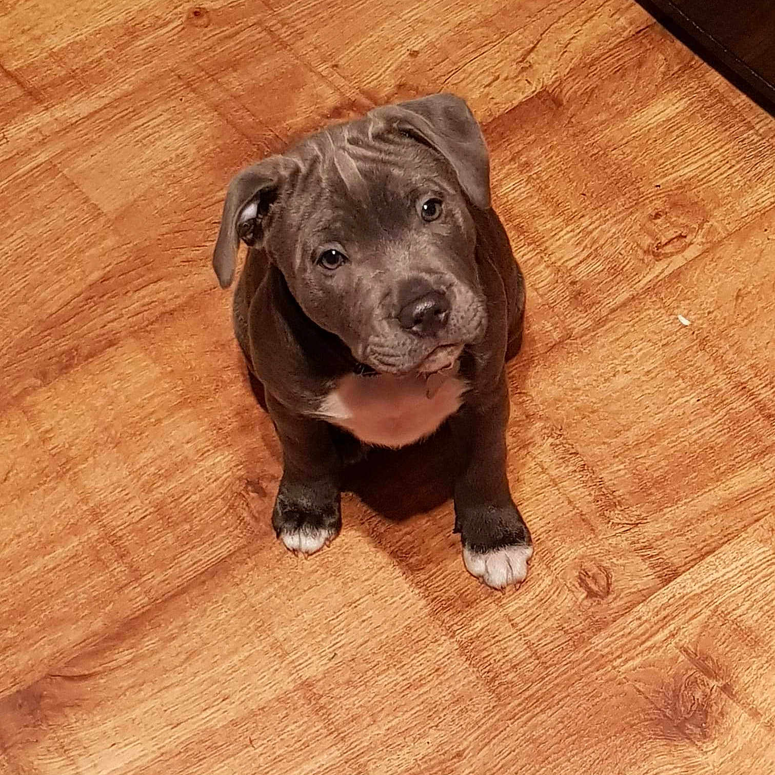 Saxon is registered to the contest to win money with this photo: american_pit_bull_terrier, carnivoran, dog, dog_breed, dog_breed_group, dog_like_mammal, mammal, pit_bull, puppy, snout