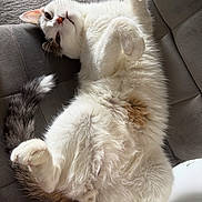 Kacper is registered to the contest to win money with this photo: animal, cat, chair, close_up, cozy, curious, cute, domestic_cat, fluffy, fur, indoor, lying_down, paw, pet, relaxed, resting, soft_lighting, tail, whiskers, white_cat