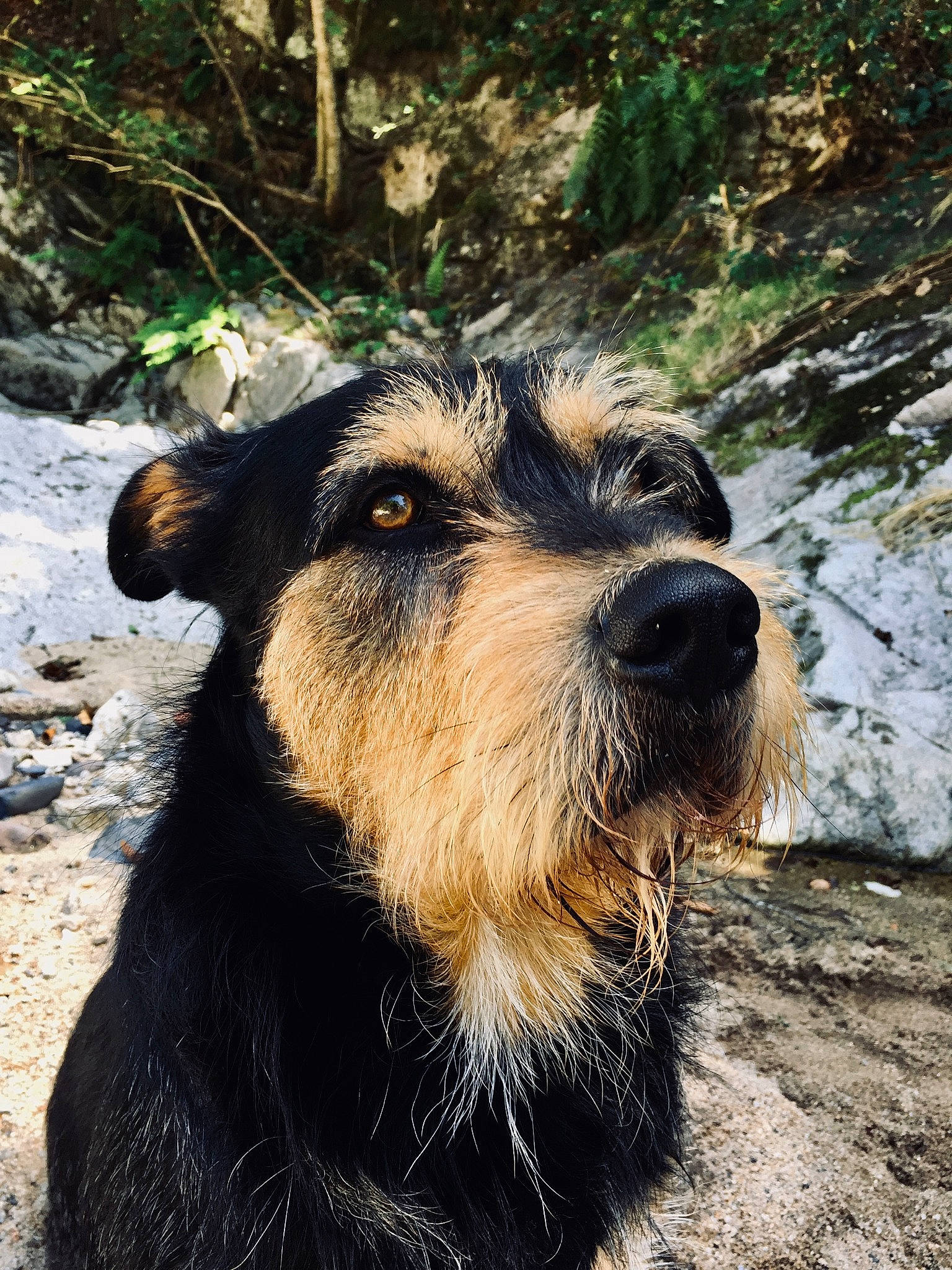 Kajot a rejoint le concours — aidez-le/la à gagner de superbes lots ! airedale_terrier, canidae, carnivore, companion_dog, dog, dog_breed, fur, plant, rock, small_terrier, snout, soil, sporting_group, terrestrial_animal, terrier, working_animal