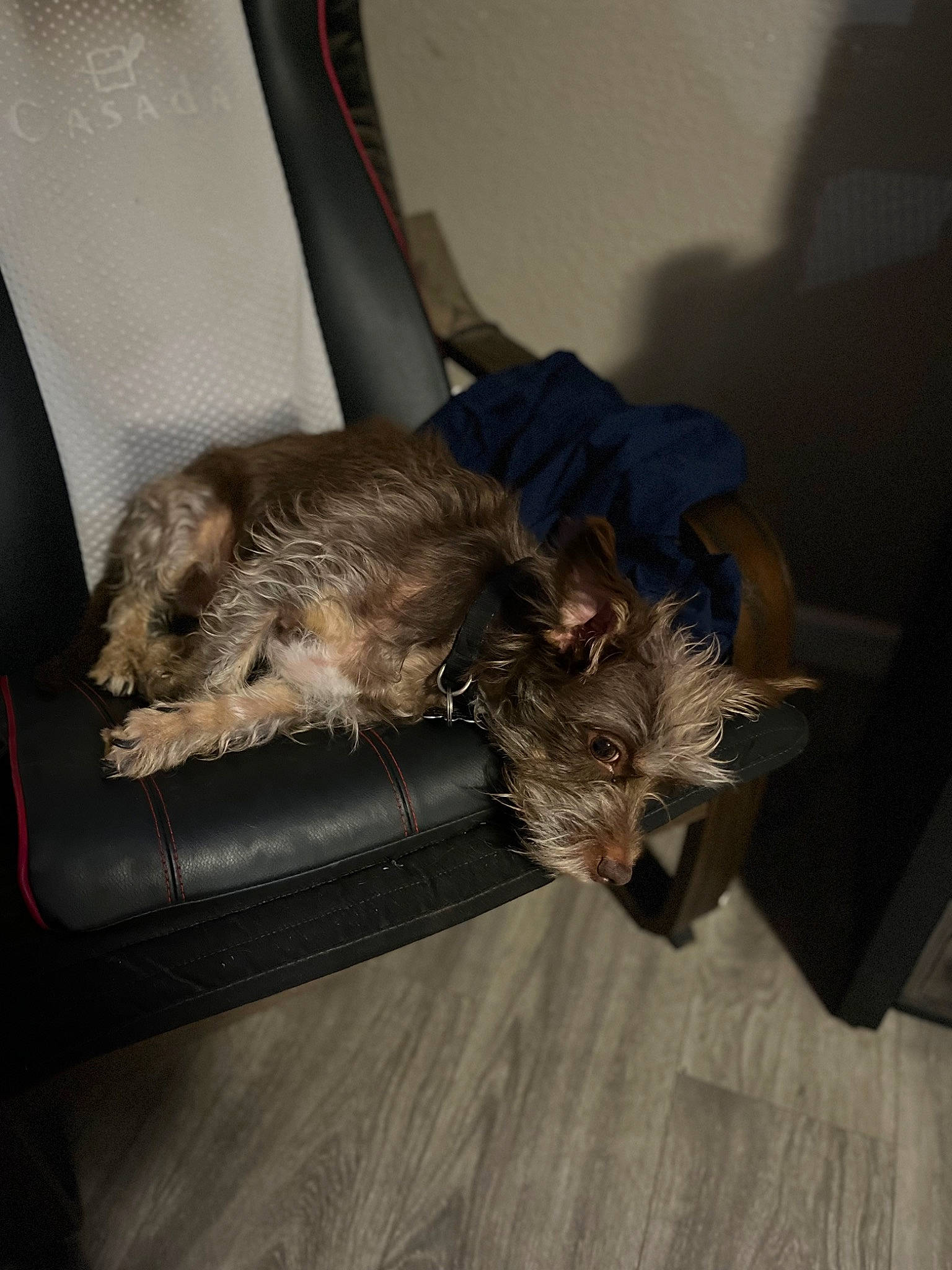 Pawpaw is registered to the contest to win money with this photo: canidae, carnivore, comfort, companion_dog, dog, dog_breed, fawn, felidae, fur, hardwood, liver, nap, small_to_medium_sized_cats, snout, sporting_group, tail, terrier, toy_dog, whiskers, wood