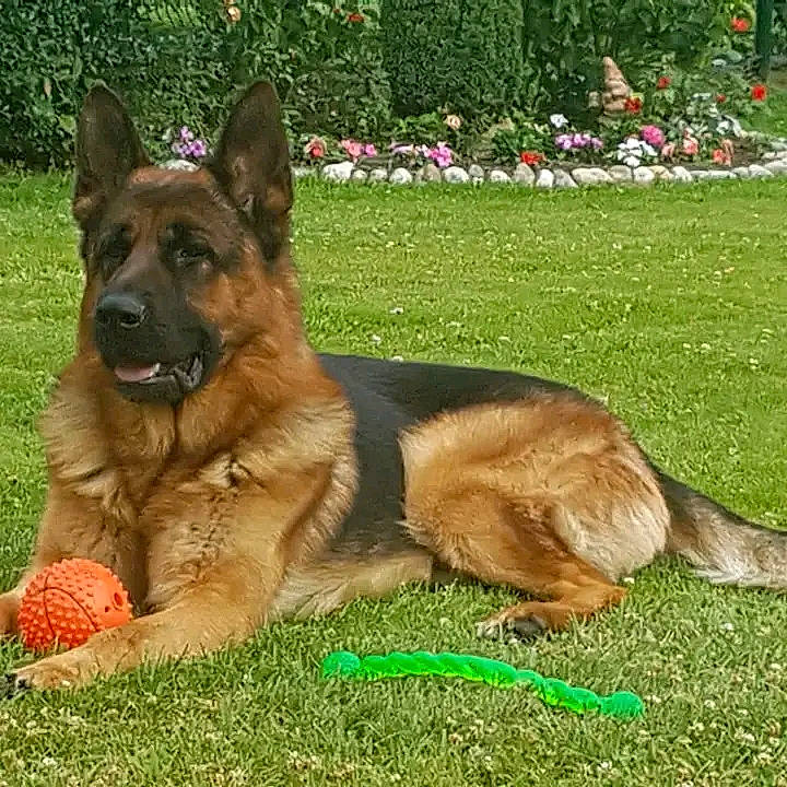 Narko a rejoint le concours — aidez-le/la à gagner de superbes lots ! belgian_shepherd_malinois, canidae, carnivore, collar, companion_dog, dog, dog_breed, dog_supply, east_european_shepherd, fawn, german_shepherd_dog, grass, herding_dog, king_shepherd, old_german_shepherd_dog, plant, snout, sporting_group, working_animal, working_dog