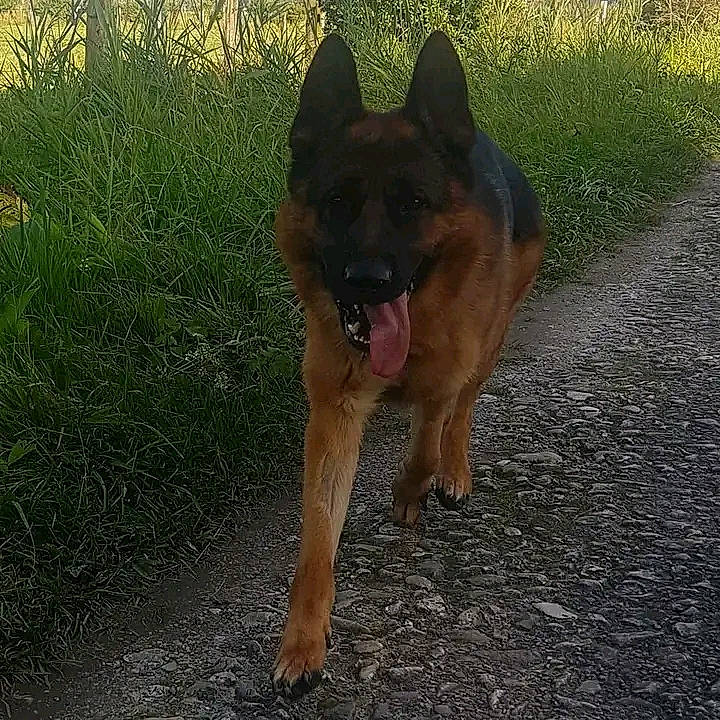 Narko a rejoint le concours — aidez-le/la à gagner de superbes lots ! canidae, carnivore, collar, dog, dog_breed, east_european_shepherd, fawn, german_shepherd_dog, grass, guard_dog, herding_dog, king_shepherd, old_german_shepherd_dog, plant, road_surface, snout, sporting_group, tail, working_animal, working_dog