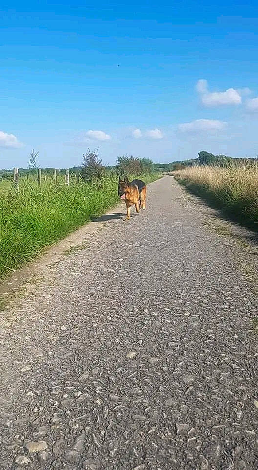 Narko a rejoint le concours — aidez-le/la à gagner de superbes lots ! asphalt, canidae, carnivore, cloud, dirt_road, dog, dog_breed, fawn, grass, grassland, horizon, landscape, natural_landscape, plant, road, road_surface, sky, sporting_group, thoroughfare, working_animal
