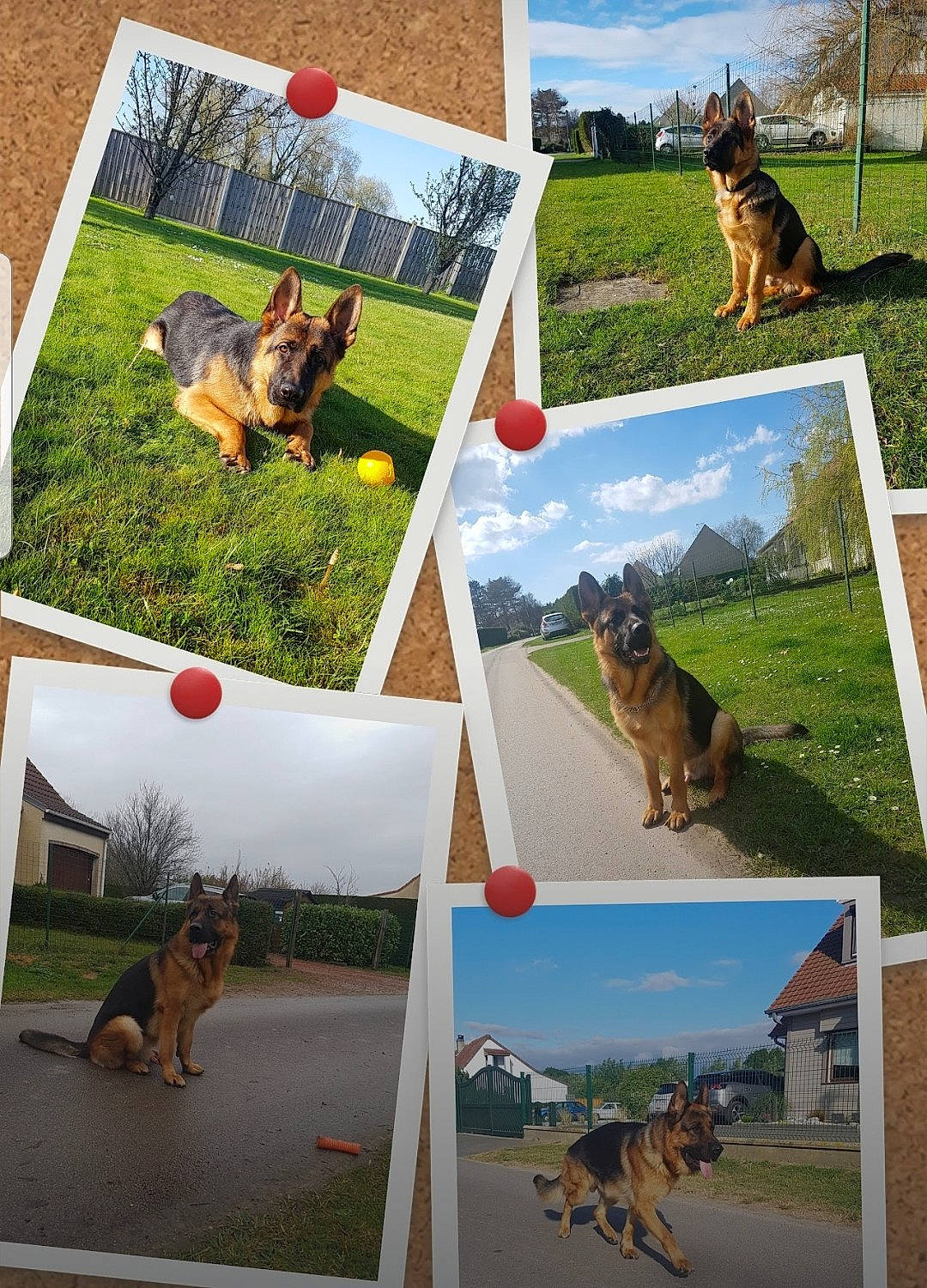 Narko participe au concours pour gagner de l'argent avec cette photo : adaptation, art, carnivore, cloud, collage, companion_dog, dog, dog_breed, fawn, grass, green, landscape, leisure, photograph, plant, sky, snapshot, sporting_group, wildlife, working_animal