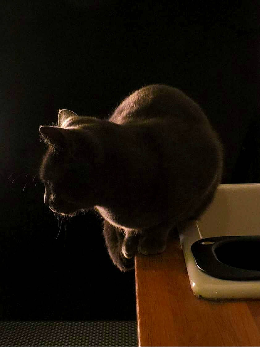 Lilou participe au concours pour gagner de l'argent avec cette photo : carnivore, cat, cat_supply, comfort, darkness, domestic_short_haired_cat, felidae, flooring, fur, hardwood, room, shadow, small_to_medium_sized_cats, snout, still_life_photography, tail, whiskers, window, wood