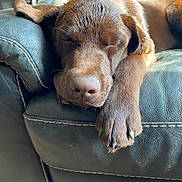 Aston participe au concours pour gagner de l'argent avec cette photo : dog, sleeping, brown_dog, leather_couch, paw, resting, indoor, cozy, closeup, pet, canine, relaxed, fur, snout, napping, animal, comfort, home, quiet, peaceful