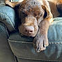 dog, sleeping, brown_dog, leather_couch, paw, resting, indoor, cozy, closeup, pet, canine, relaxed, fur, snout, napping, animal, comfort, home, quiet, peaceful