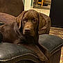 Aston participe au concours pour gagner de l'argent avec cette photo : dog, labrador, puppy, brown_dog, indoor, armchair, leather, black_leather, floor, tile_floor, furniture, pet, animal, cute, relaxed, young_dog, canine, companion, domestic_animal, home
