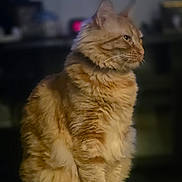 Toulouse is registered to the contest to win money with this photo: cat, orange_tabby, fluffy, pet, indoor, feline, portrait, sitting, whiskers, fur, animal, domestic_cat, cute, side_view, calm, soft_light, close_up, household, companion, relaxed