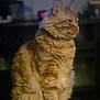 cat, orange_tabby, fluffy, pet, indoor, feline, portrait, sitting, whiskers, fur, animal, domestic_cat, cute, side_view, calm, soft_light, close_up, household, companion, relaxed