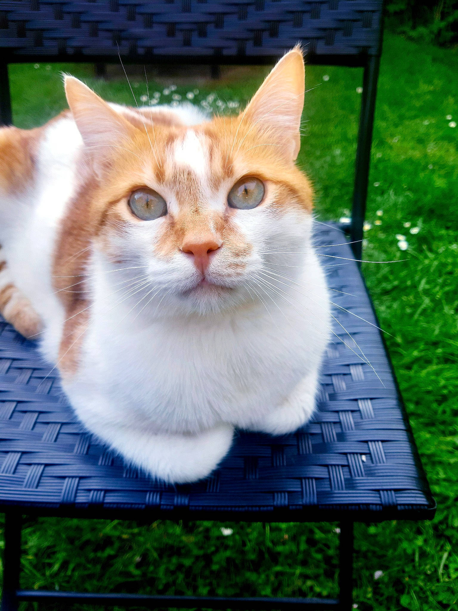 Milatos participe au concours pour gagner de l'argent avec cette photo : carnivore, cat, domestic_short_haired_cat, eye, fawn, felidae, fur, grass, outdoor_bench, outdoor_furniture, plant, rectangle, sitting, small_to_medium_sized_cats, snout, table, tail, whiskers, window, wood