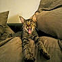 cat, tabby, yawning, stretching, couch, cushions, indoor, feline, pet, relaxed, cozy, fur, whiskers, paws, sleepy, home, animal, mammal, resting, comfort