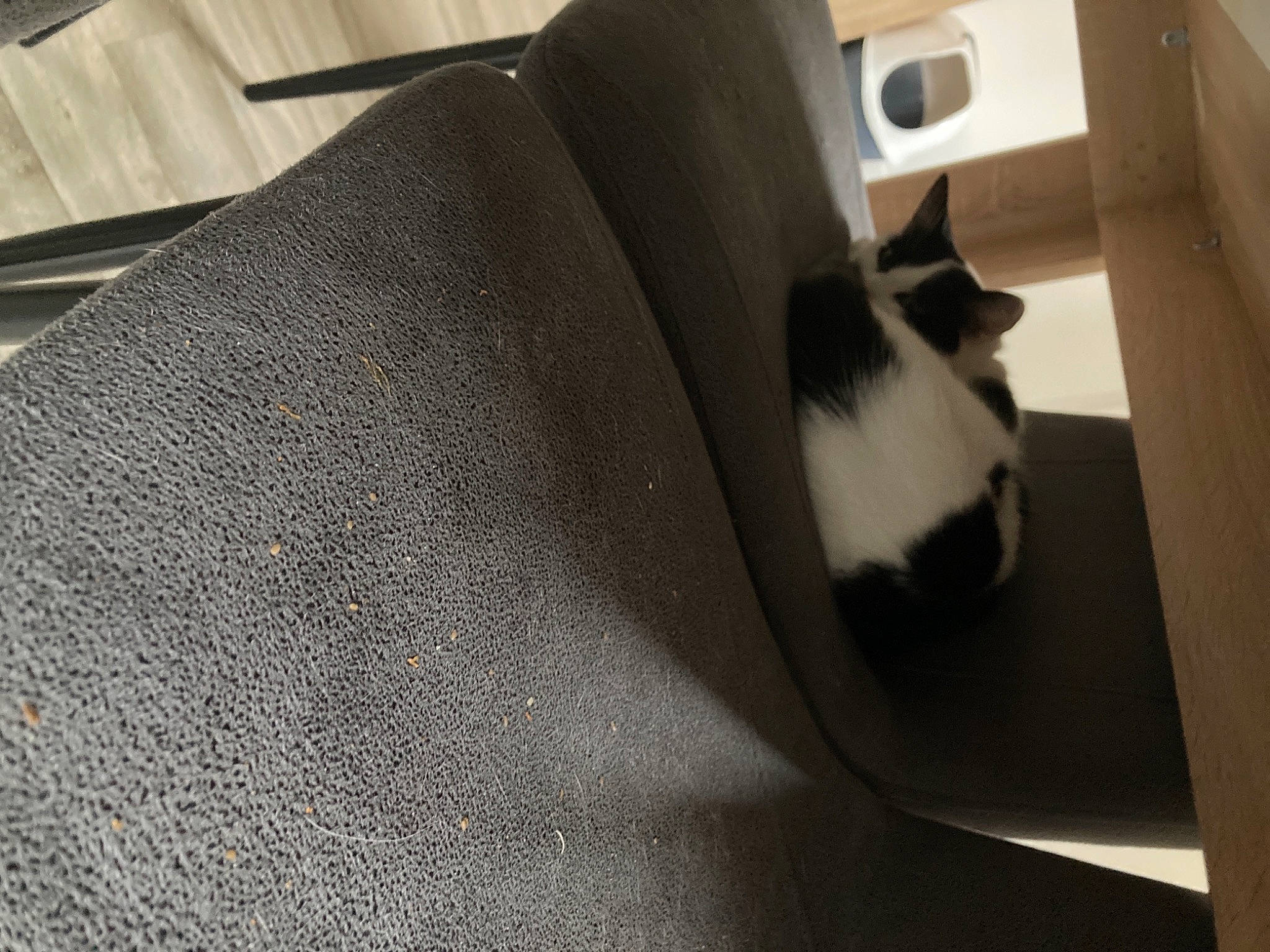 Vachette participe au concours pour gagner de l'argent avec cette photo : automotive_design, automotive_tire, carnivore, cat, comfort, domestic_short_haired_cat, felidae, floor, flooring, formal_wear, grey, hardwood, linens, sleeve, small_to_medium_sized_cats, stairs, tail, tints_and_shades, whiskers, wood