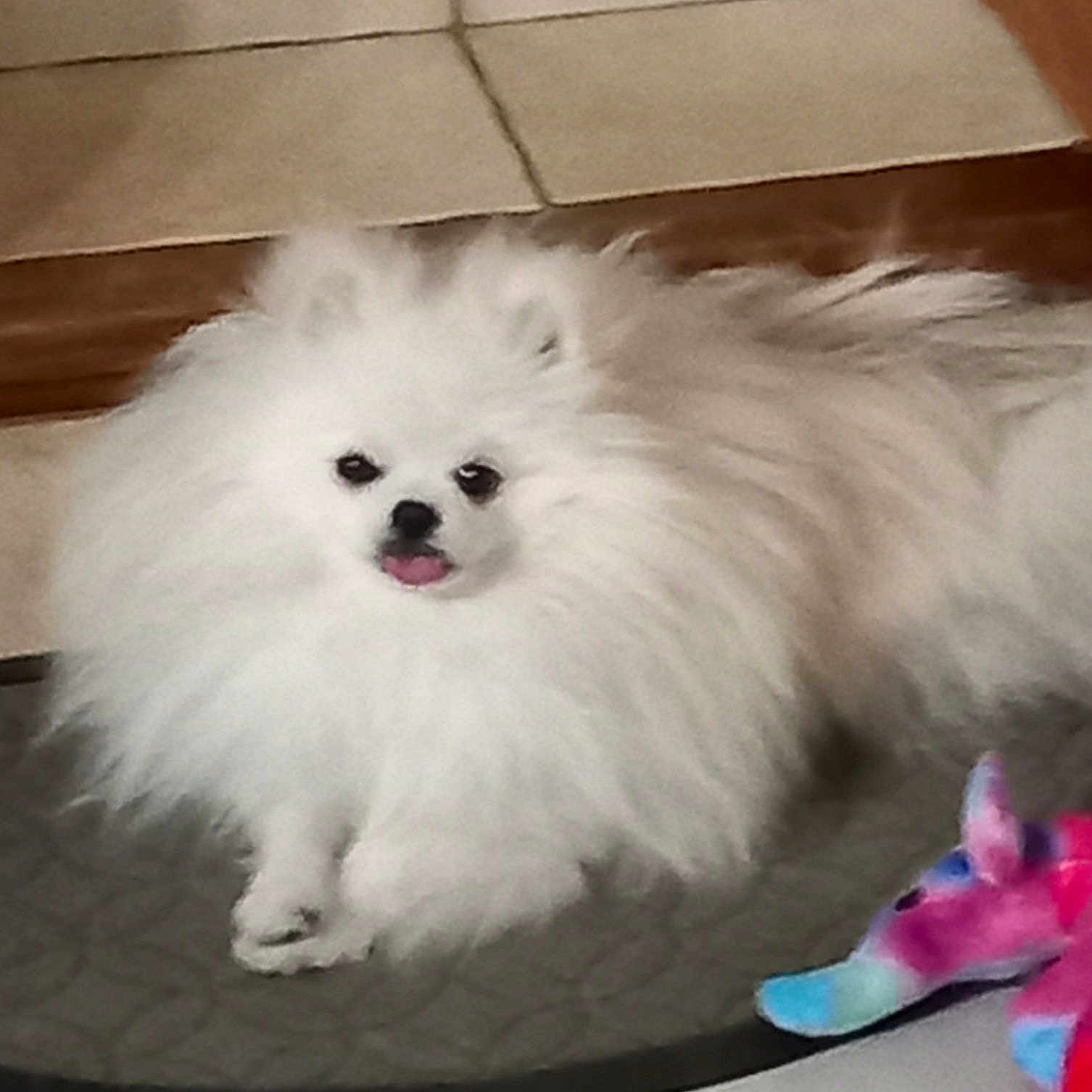 Tito a rejoint le concours — aidez-le/la à gagner de superbes lots ! ancient_dog_breeds, canidae, carnivore, companion_dog, dog, dog_breed, dog_supply, fawn, fur, german_spitz, german_spitz_klein, german_spitz_mittel, non_sporting_group, pet_supply, snout, spitz, sporting_group, toy_dog, volpino_italiano, working_animal