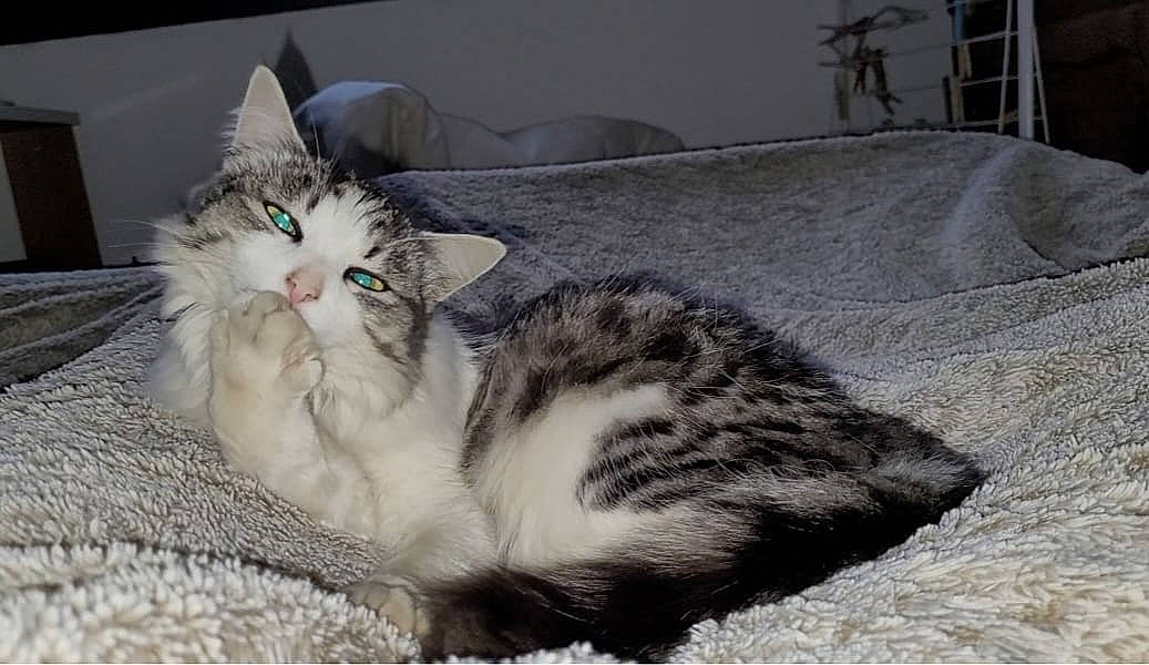 Mimine participe au concours pour gagner de l'argent avec cette photo : bed, carnivore, cat, claw, comfort, couch, domestic_short_haired_cat, felidae, fur, grey, paw, small_to_medium_sized_cats, tail, vertebrate, whiskers