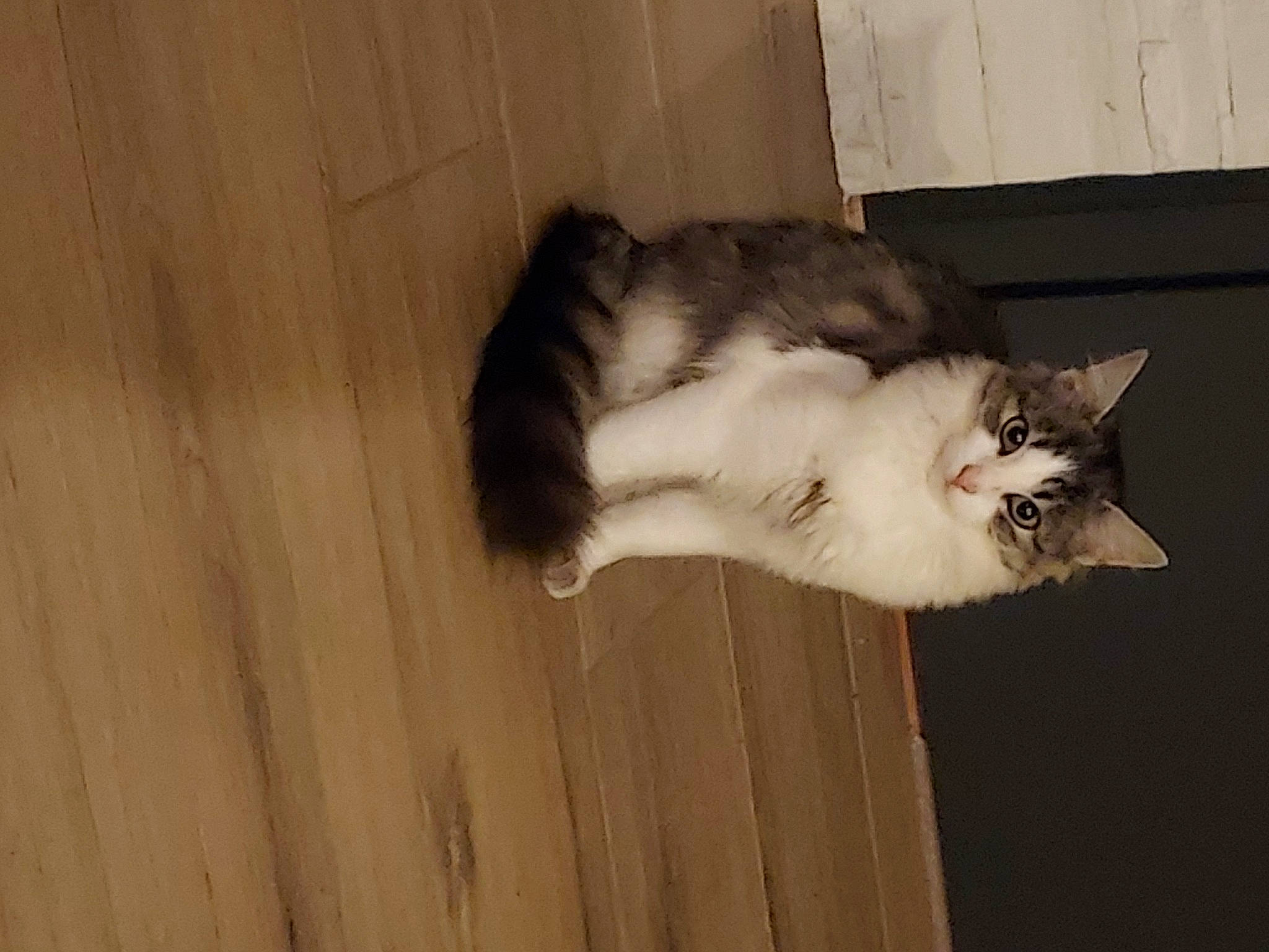 Mimine a rejoint le concours — aidez-le/la à gagner de superbes lots ! carnivore, cat, claw, domestic_short_haired_cat, felidae, flooring, fur, hardwood, paw, plant, plywood, small_to_medium_sized_cats, snout, tail, varnish, whiskers, window, wood, wood_flooring, wood_stain