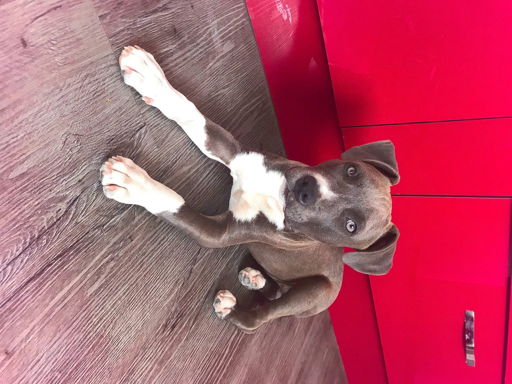 Rio a rejoint le concours — aidez-le/la à gagner de superbes lots ! american_pit_bull_terrier, canidae, carnivore, dog, dog_breed, fawn, mammal, non_sporting_group, puppy, snout, sporting_group, tail