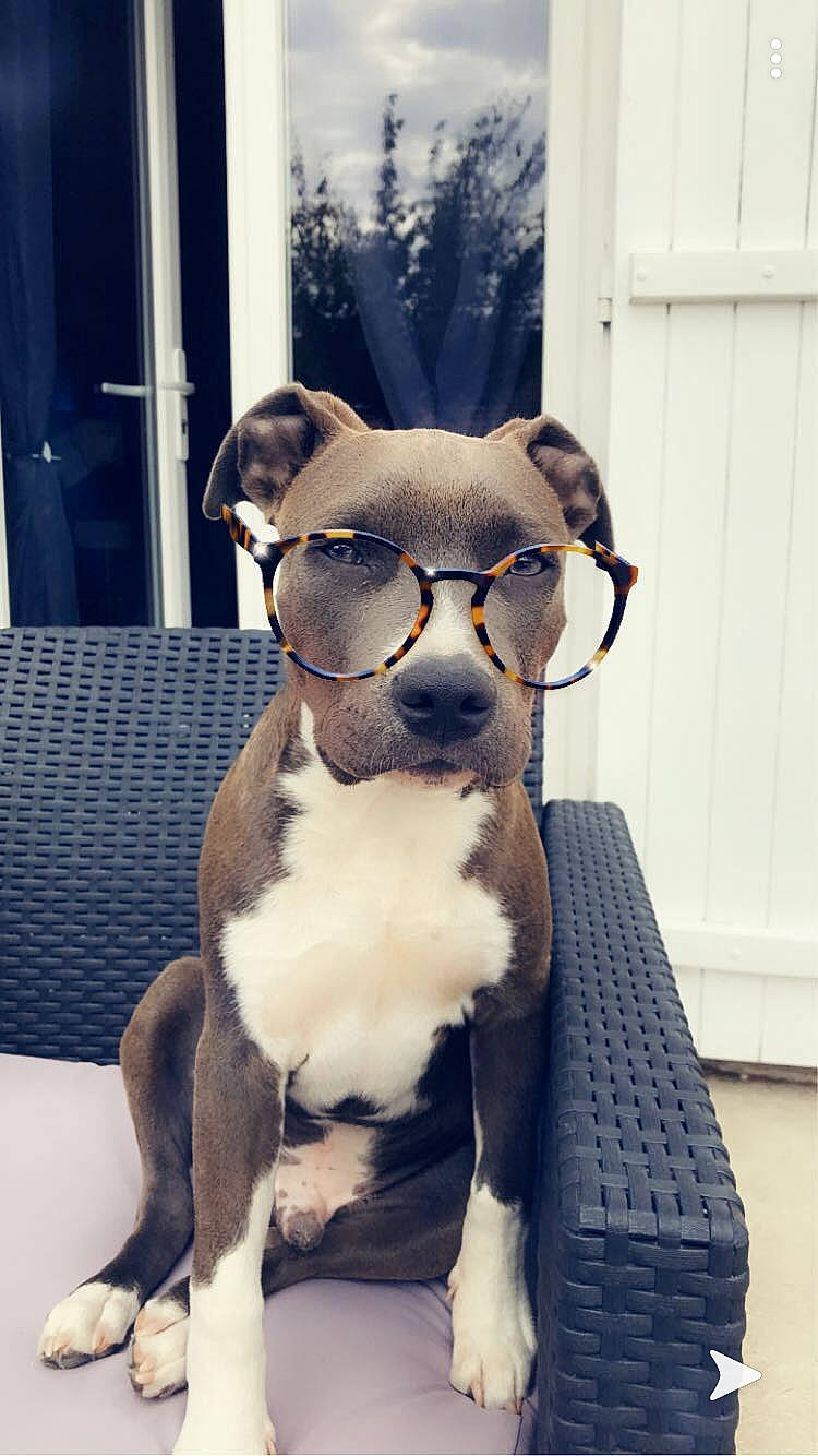 Rio participe au concours pour gagner de l'argent avec cette photo : american_pit_bull_terrier, american_staffordshire_terrier, bulldog, canidae, carnivore, companion_dog, dog, dog_breed, eyewear, fawn, glasses, non_sporting_group, old_english_bulldog, olde_english_bulldogge, pit_bull, puppy, snout, staffordshire_bull_terrier, sunglasses, vision_care