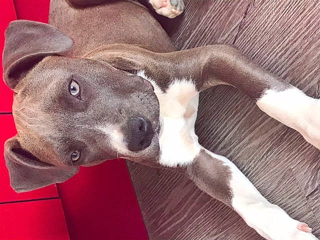 Rio participe au concours pour gagner de l'argent avec cette photo : american_pit_bull_terrier, american_staffordshire_terrier, canidae, carnivore, companion_dog, dog, dog_breed, ear, fawn, great_dane, italian_greyhound, mammal, non_sporting_group, nose, pit_bull, puppy, snout, sporting_group, vertebrate, weimaraner