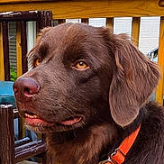 Hemi joined the competition — help win amazing prizes! dog, chocolate, brown, orange_collar, deck, wood, outdoor, pet, canine, animal, ears, fur, nose, eyes, house, railing, summer, daylight, portrait, side_view