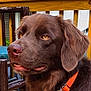 dog, chocolate, brown, orange_collar, deck, wood, outdoor, pet, canine, animal, ears, fur, nose, eyes, house, railing, summer, daylight, portrait, side_view