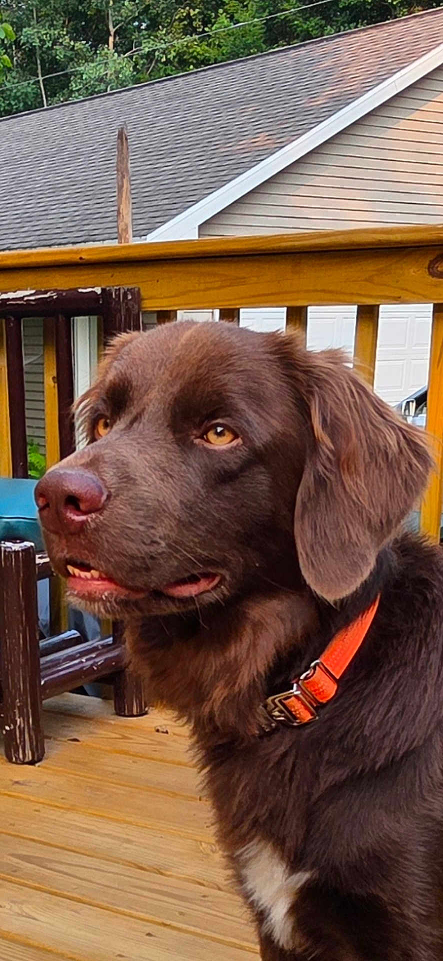 Hemi joined the competition — help win amazing prizes! dog, chocolate, brown, orange_collar, deck, wood, outdoor, pet, canine, animal, ears, fur, nose, eyes, house, railing, summer, daylight, portrait, side_view