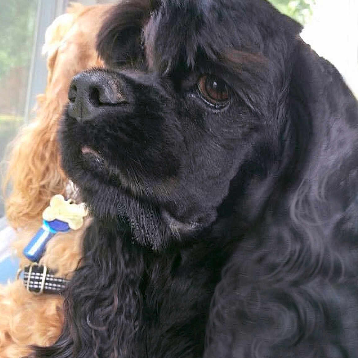 Boo joined the competition — help win amazing prizes! animal, black_dog, canine, closeup, collar, companions, curly_fur, dog, domestic_animal, friendship, fur, golden_dog, indoor, looking_away, natural_light, pet, portrait, tag, two_dogs, window