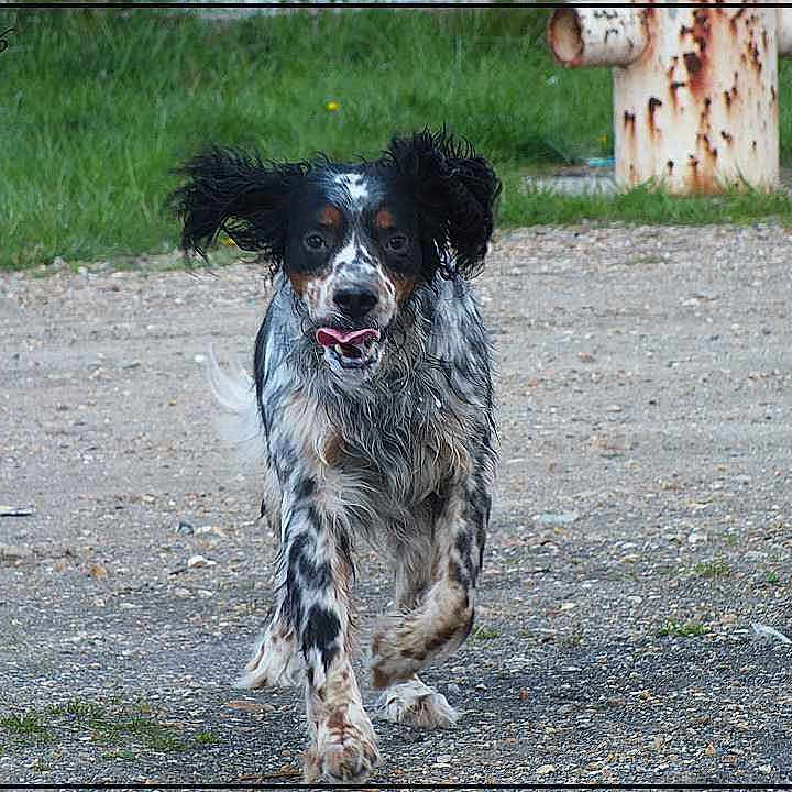 Sam