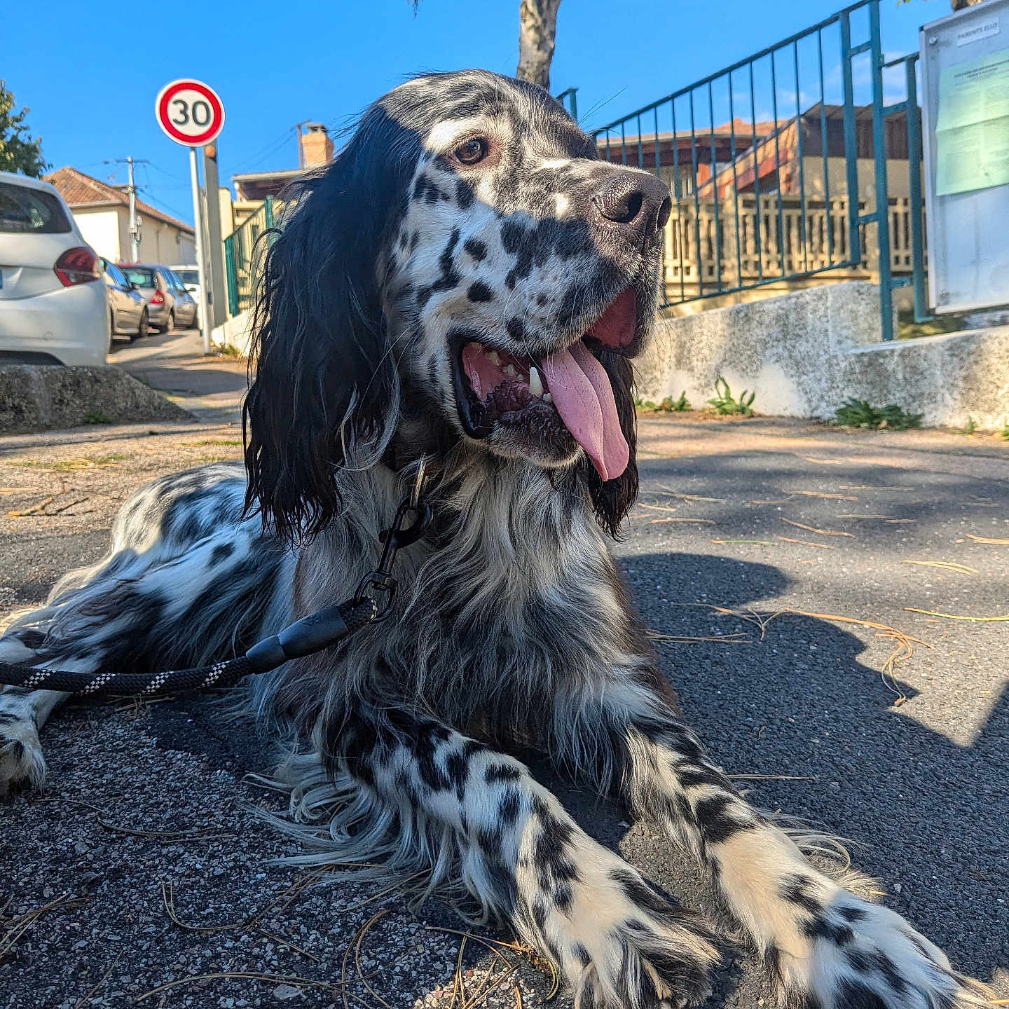 Ulysse participe au concours pour gagner de l'argent avec cette photo : alloywheel, animal, canine, car, carwheel, cockerspaniel, dog, machine, path, pet, pointer, road, roadsign, sign, spoke, symbol, tire, transportation, vehicle, wheel