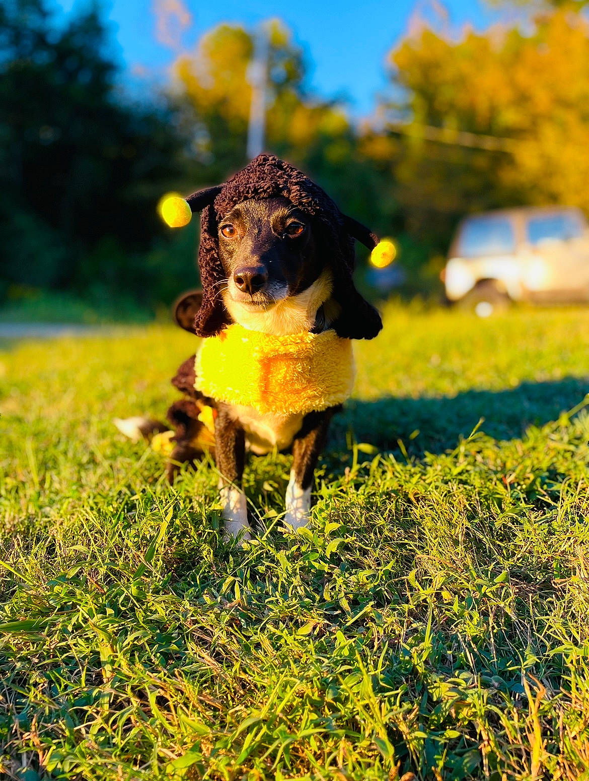Dixie is registered to the contest to win money with this photo: carnivore, companion_dog, dog, dog_breed, fawn, grass, grassland, happy, landscape, meadow, natural_landscape, people_in_nature, plant, rural_area, sky, snout, tail, tree, working_animal, yellow