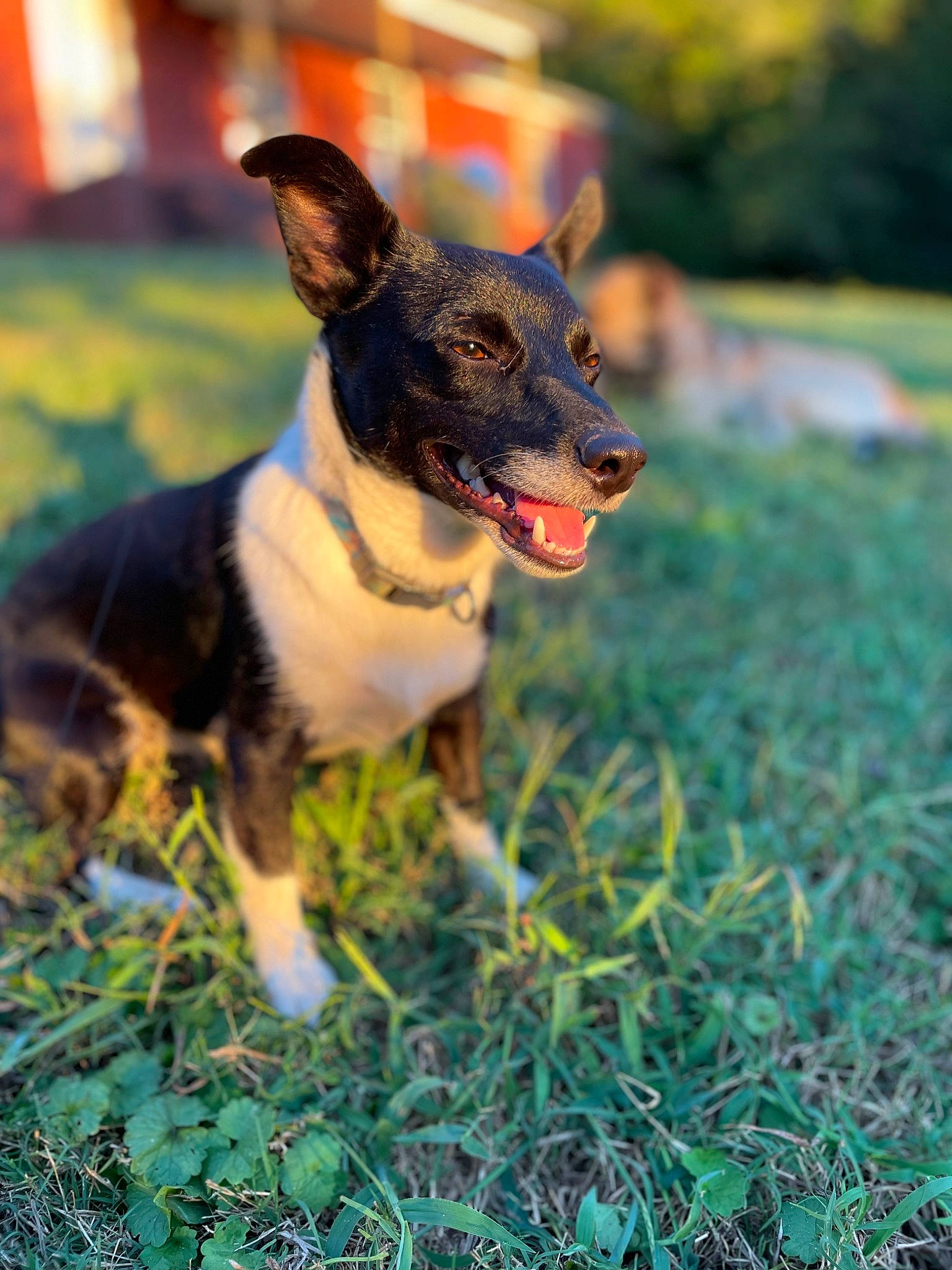 Dixie joined the competition — help win amazing prizes! adventure, canidae, carnivore, collar, companion_dog, dog, dog_breed, dog_clothes, dog_supply, fawn, grass, guard_dog, happy, plant, snout, sporting_group, toy_dog, whiskers, working_animal, working_dog