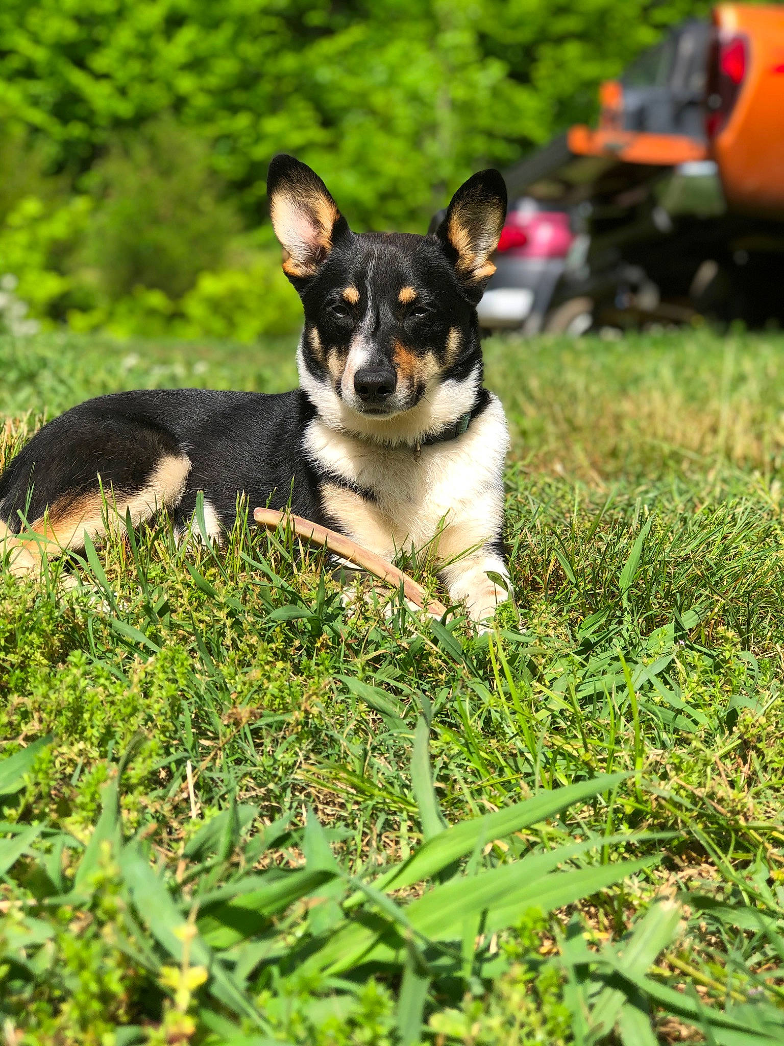 Bo Duke is registered to the contest to win money with this photo: art, canidae, carnivore, companion_dog, dog, dog_breed, grass, groundcover, herding_dog, plant, sitting, snout, sporting_group, tire, tree, wheel, working_dog